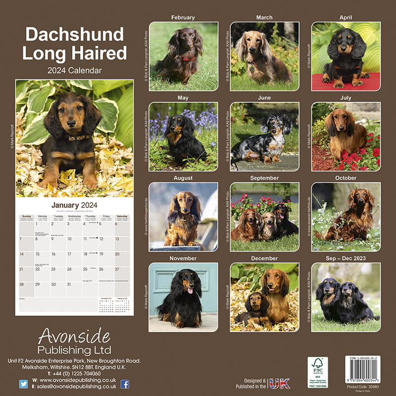 Long Haired Dachshund Calendar 2024 (Square) Dogs Naturally